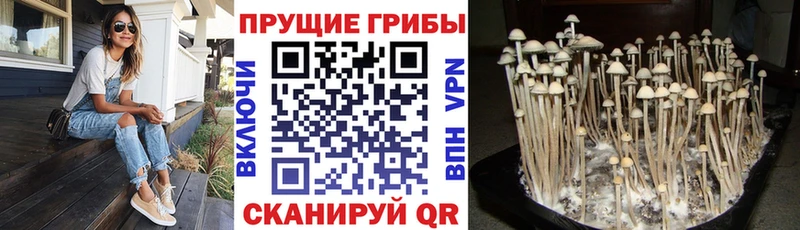 ссылка на мегу ссылка  Подпорожье  Галлюциногенные грибы Cubensis  где купить наркотик 